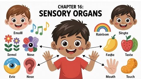 3rd standard English medium student EVS chapter number 16 sensory organs
