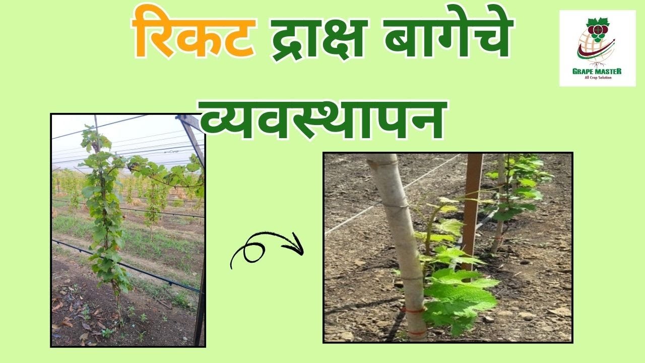 Grape Master द्राक्षसेवा - रिकट द्राक्ष बागेचे व्यवस्थापन
