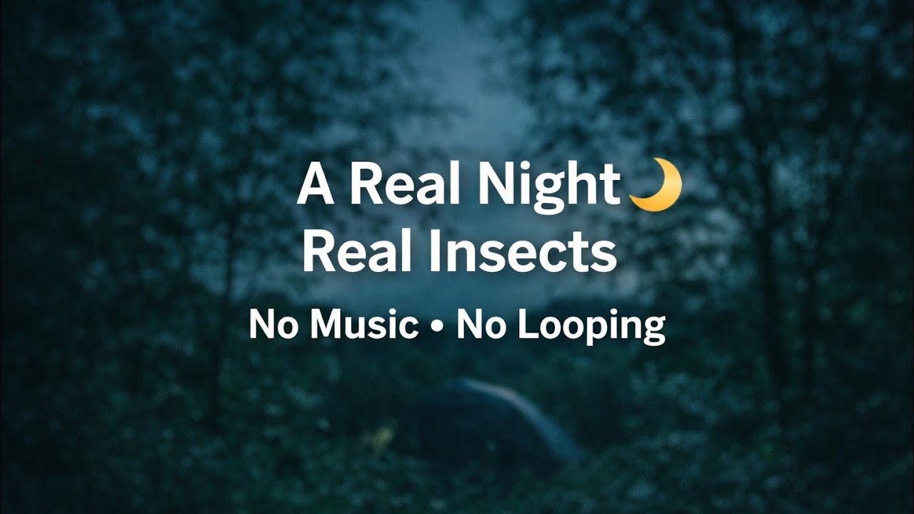 You’ve Never Heard Night Like This Before 🌙 Real Insect Sounds in Pure Darkness (No Music, No Loop)
