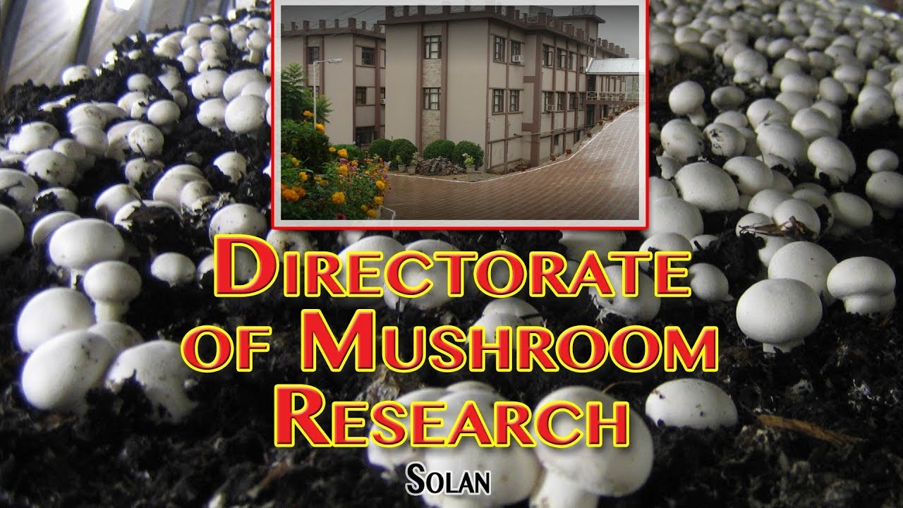 Directorate of Mushroom Research DMR Solan मशरूम की खेती कैसे करें