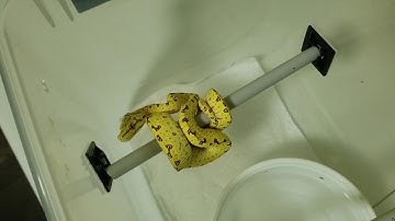 Simple Neonate Green Tree Python Housing