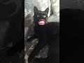 #funny #gattonero #gatto #gattocarino #gattodivertente #gattorandagio #gattoparlante