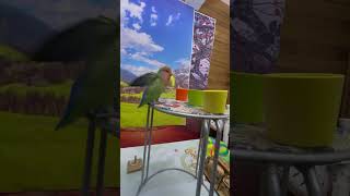 Bird Training : Smart Lovebird Parrot | Smart Little Cute Parrot #Training #Smartparrot #Cute