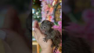 Adorable finger Monkey 🐒 #fingermonkey #cutepets #cuteanimals #monkey #marshmallow #funnyvideo