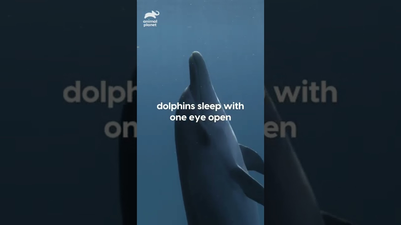 Dolphins sleep with one eye open! 💙🐬 | #animalplanet #shorts - YouTube