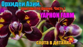 Азия. Ферма. Yaphon