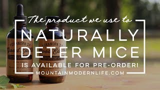 The Product We Use To Naturally Deter Mice: Grandpa's Good Earth Peppermint Oil by Mountain Modern Life 1,765 views 4 years ago 4 minutes, 28 seconds