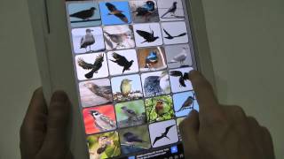 Free Birds Sounds Soundboard App for Android and iOS screenshot 5