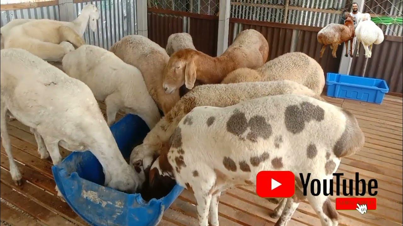 Osiyo va qora tanli ayollarning oyoqlari, yapon ayollarining barmoqlarini yalaydi