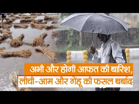 Bihar Weather : अभी और होगी आफत की बारिश, लीची-आम और गेंहू की फसल बर्बाद