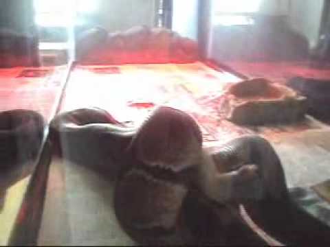 snake oil Ball Python VS. Rat