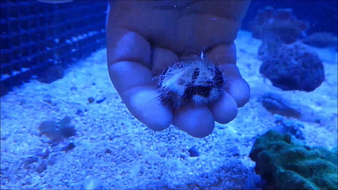 Clypeaster subdepressus