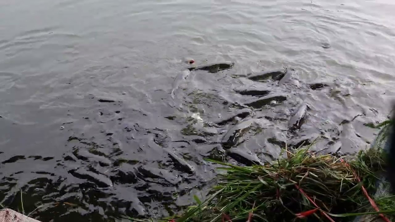 편히 앉아 물고기 떼가 먹이를 먹는 자연의 장관을 감상하세요.  #물고기는 먹이를 먹습니다. 