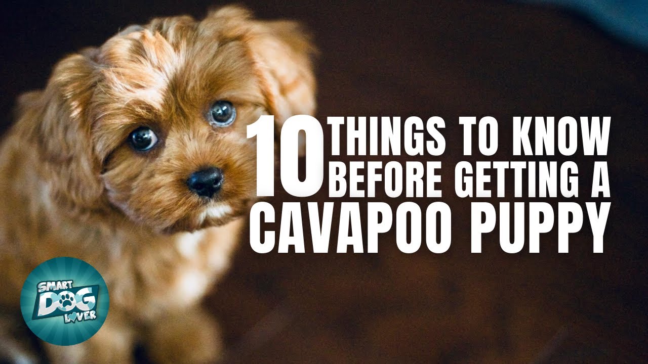 Are Cavapoos Good With Kids?