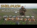 Shelduck hunting  surkhab  chakwa