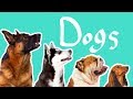 15 dog breeds  dogs for kids