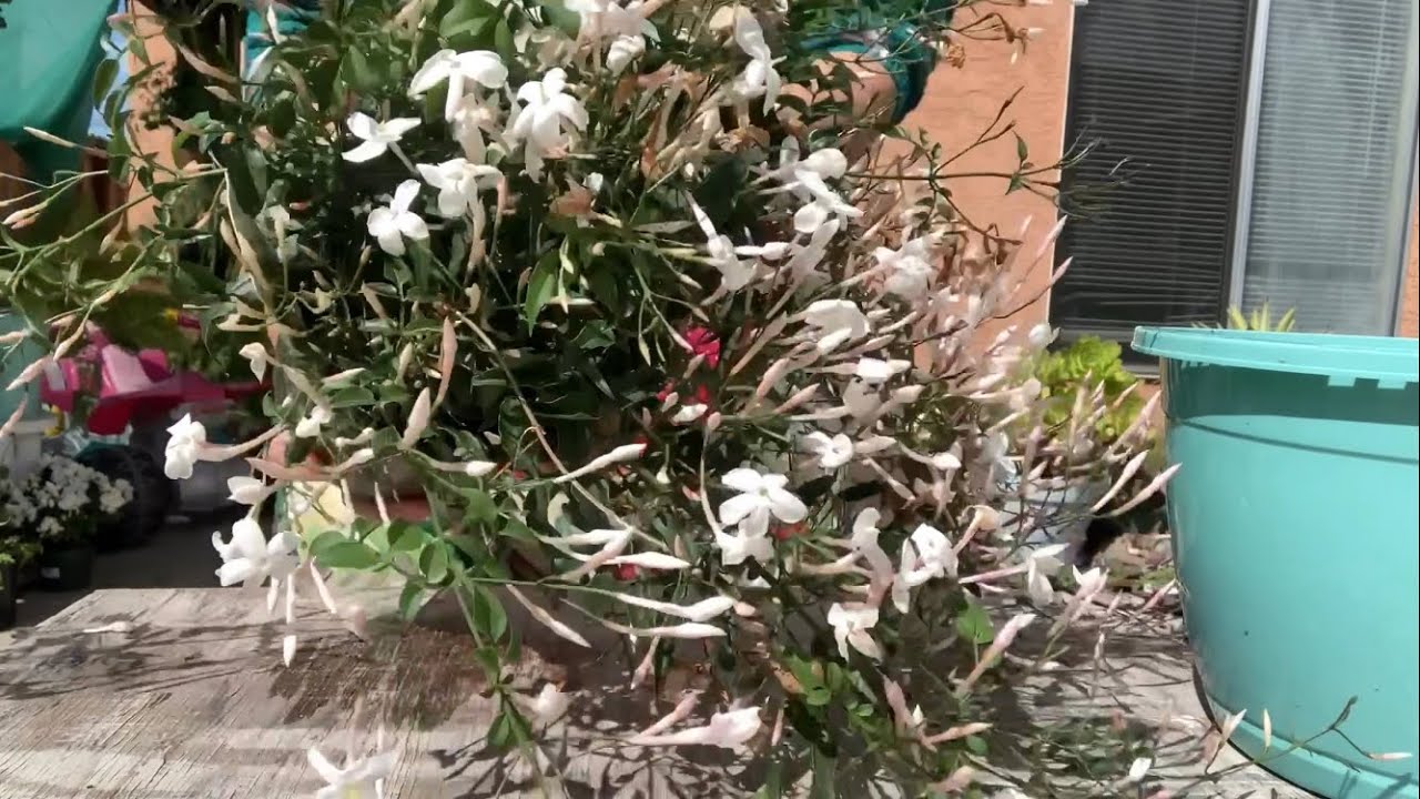 Jasmin chino rosa,cuidados y trasplante