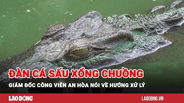 Giám đốc Công viên An Hòa nói về hướng xử lý đàn cá sấu sau vụ xổng chuồng | Báo Lao Động