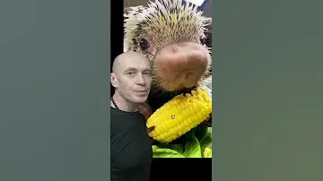 Принцип дикобраза.