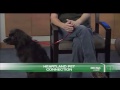 NBC Nebraska Midday - Heartland Pet Connection interview / October 3, 2014