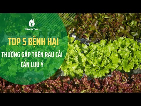 Video: BệnhCây Họ Cải - Phòng Và Trị Bệnh Đốm Trắng Trên Rau Ăn Lá