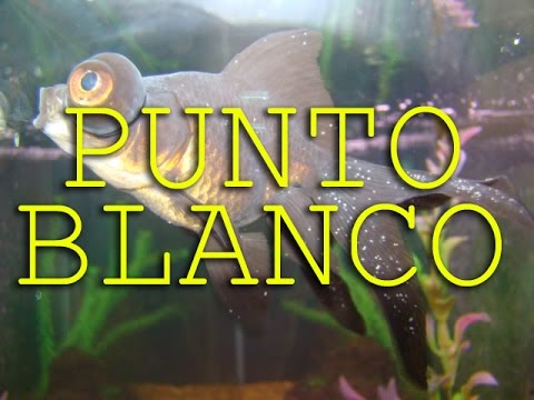 parásito blanco en molly