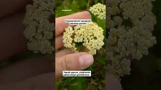 Civanperçemi Topluyoruz - İnönü