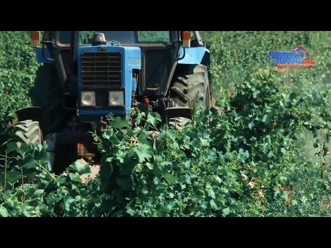 Video: Ինչպե՞ս է միկորիզը օգնում գյուղատնտեսության մեջ: