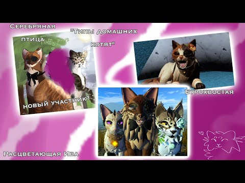 Видео: типы домашних котят... || игра : Warrior Cats : Ultimate Edition #wcue #котывоители #warriorcats