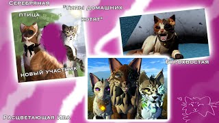 типы домашних котят... || игра : Warrior Cats : Ultimate Edition #wcue #котывоители #warriorcats