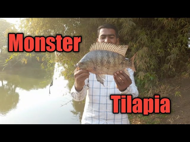 Amezing Fishing 🐟, Tilapia Fish Catching