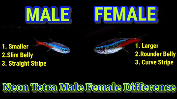 How do you know if a tetra fish is pregnant?