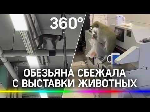 Обезьяна сбежала с выставки и устроила погром в ТЦ