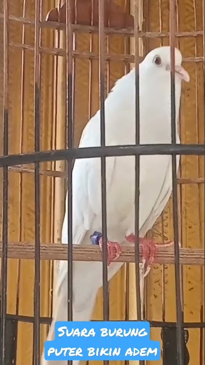 suara burung puter albino bikin adem suasana