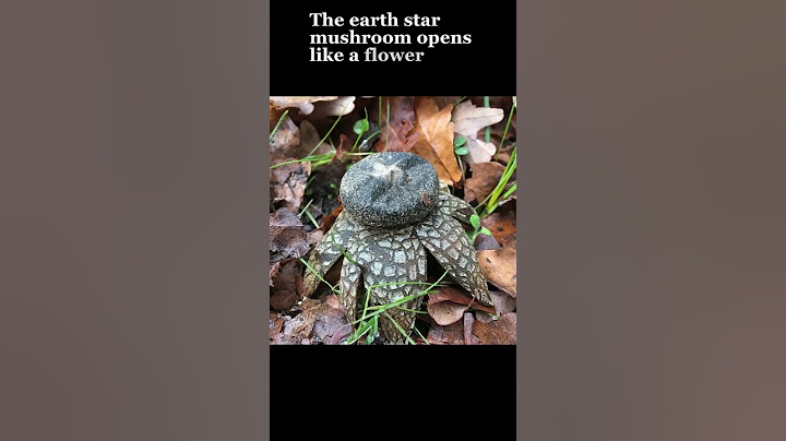 Meet the Earthstar!  #mushrooms #facts #mushroom #fungus #nature #mushroomlife #science