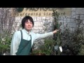 オリーブの植え替え 一ヶ月後の様子