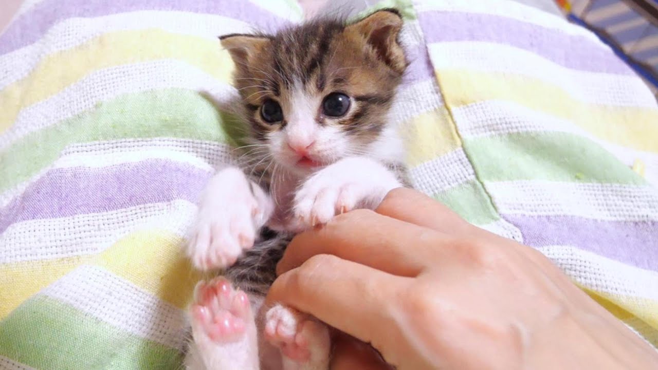 This cute kitten then makes a funny pose. 【Please turn on the