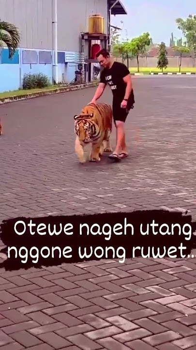 Nagih Hutang Bawa Harimau 🤣🤣🤣🤣