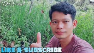 SUARA RUAK RUAK UNTUK PIKAT ( CEPAT DATANG )