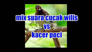 Suara Mix Cucak Wilis (rengganis) vs Kacer Poci. Cocok untuk memancing Kacer Kurang Birahi