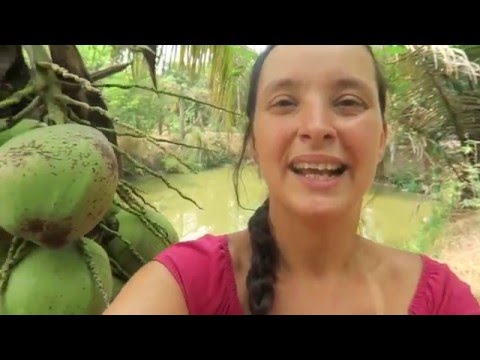 Video: Kdy rostou kokosy?