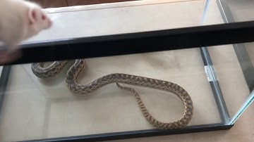 California Gopher snake vs. mouse!*WARNING LIVE FEEDING*