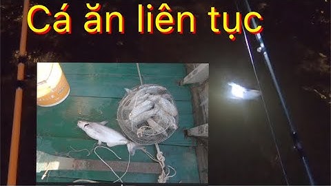 Đi câu cá lăng đuôi đỏ,cá dứa và cá basa ở trụ cầu rạch miễu,cá ăn liên tục || Đồ Câu Cá Minh Tiến