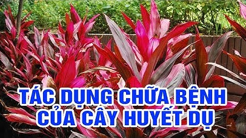 ĐIỆN BIÊN - Tác dụng chữa bệnh của cây huyết dụ | Vị thuốc quanh ta | ĐTV