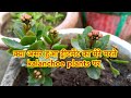 क्या असर हुआ मेरे मरते हुए Kalanchoe plants पर मेरे ट्रीटमेंट का?? can they survive or get flowers