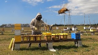 Splitting Bee Colonies to Make 5 Frame Nucs.