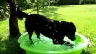 shiwa flatcoated retriever loves water