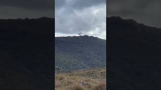 Wedge Tailed Eagle