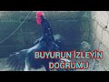 BU İŞİ BİLİYORMUYUZ BAKALIM.(HOROZLARIN KİLOLARI ARTMIŞMI )