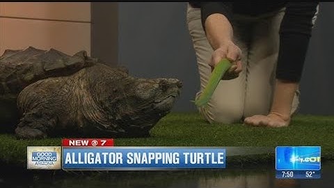 VIDEO: Wildlife World Zoo brings by an alligator snapping turtle